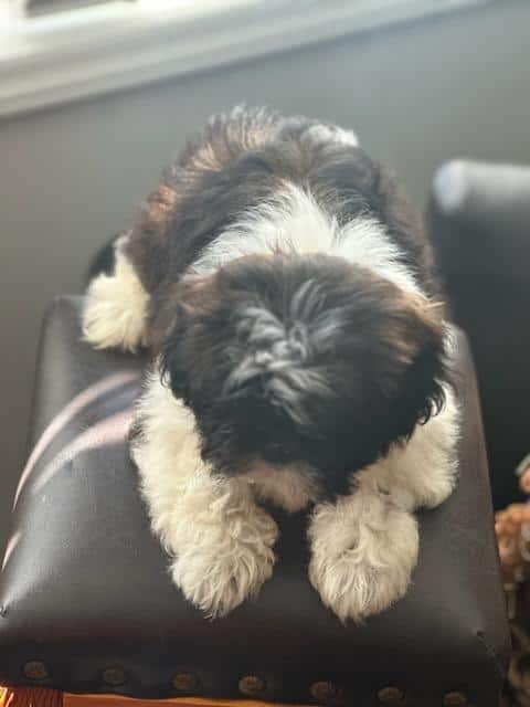 Shih tzu puppies image 2