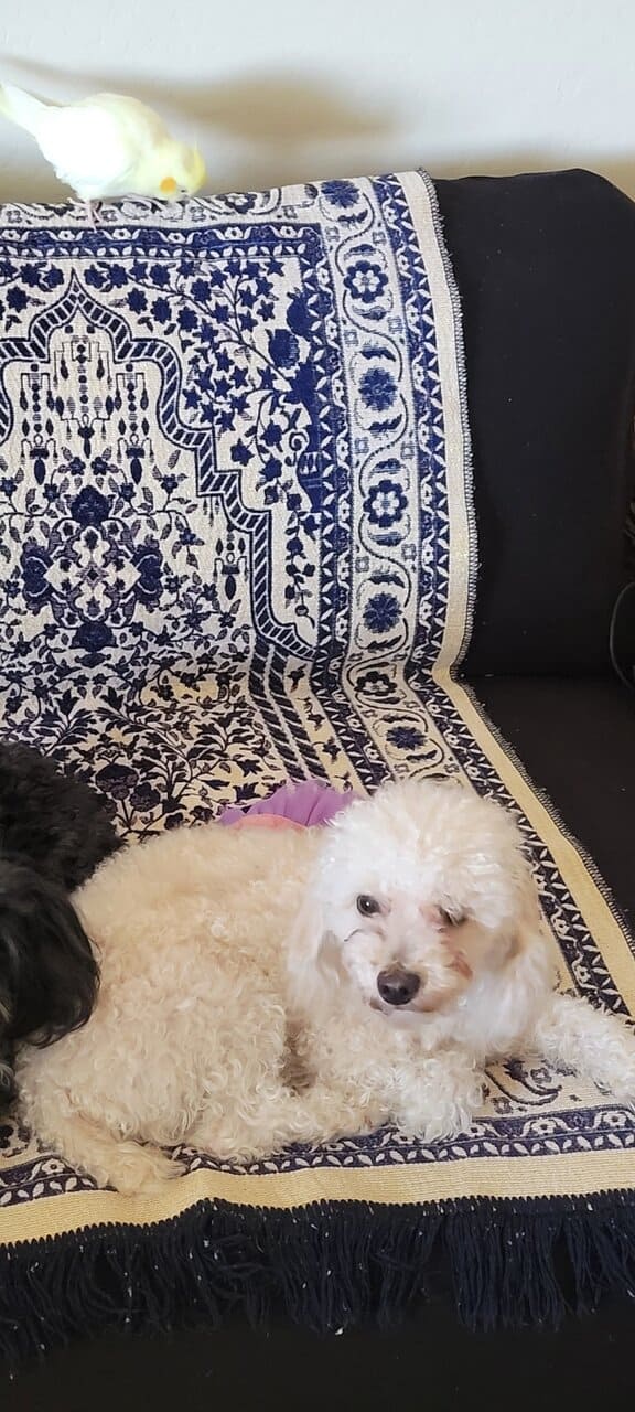 Male toy poodle for adoption image 3