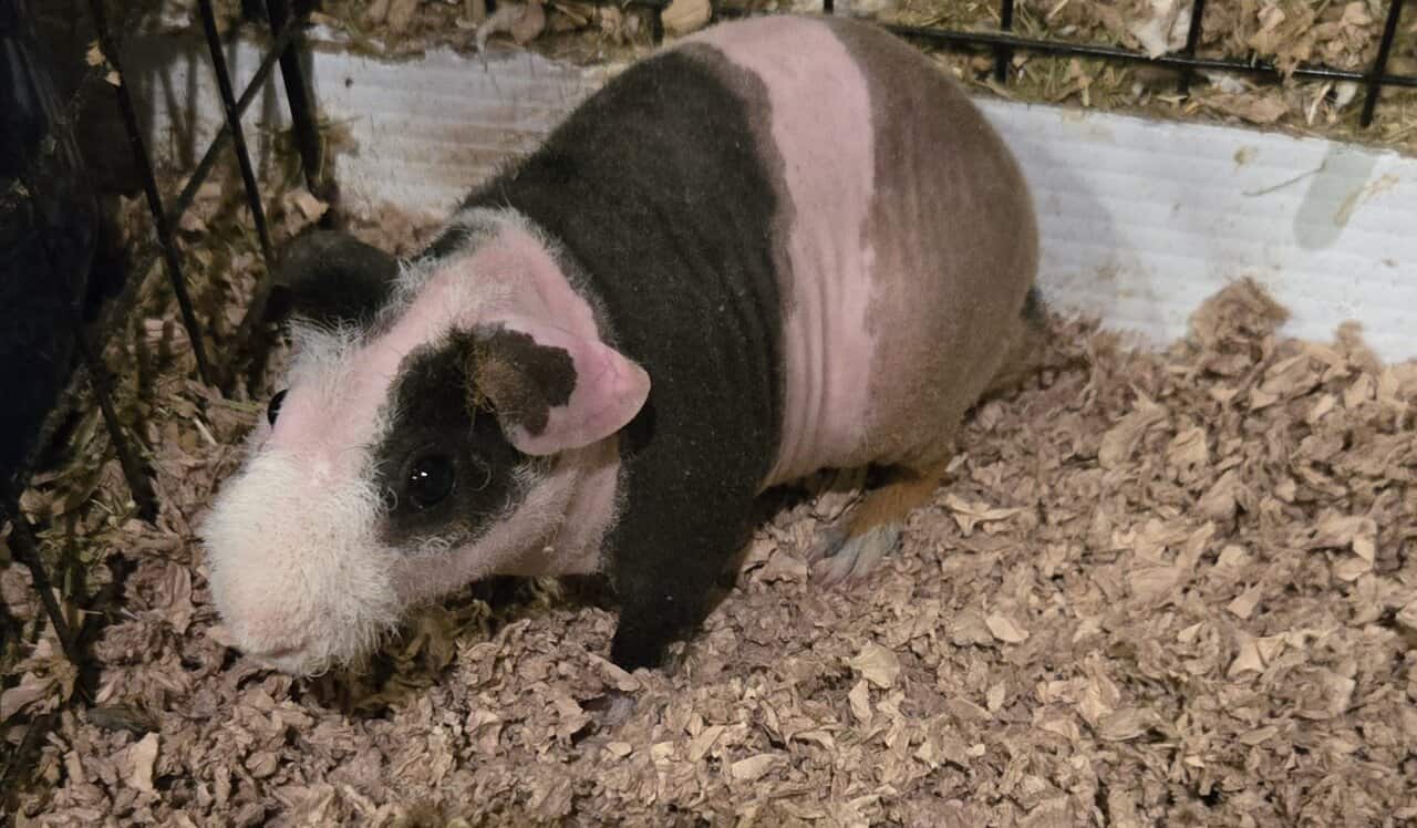 Skinny Pigs image 2