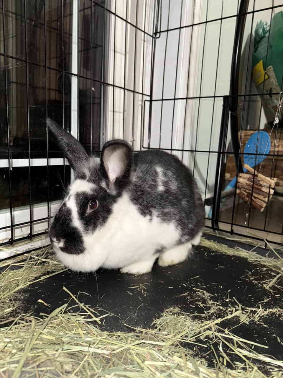 🐰 2-Year-Old California Cross Lionhead Rabbit image 2