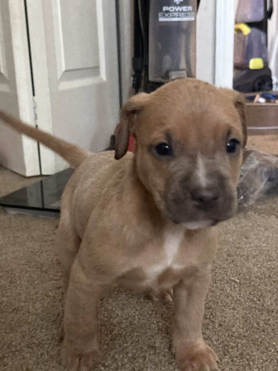 Puppies looking for new home (Males) image 2