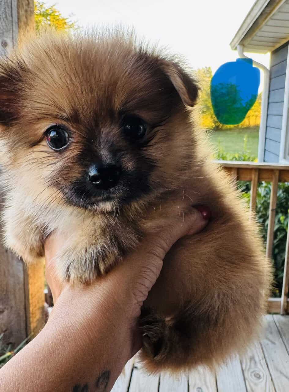 Pomeranian female image 4