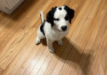 Sweet female unfurnished Bernadoodle pup available