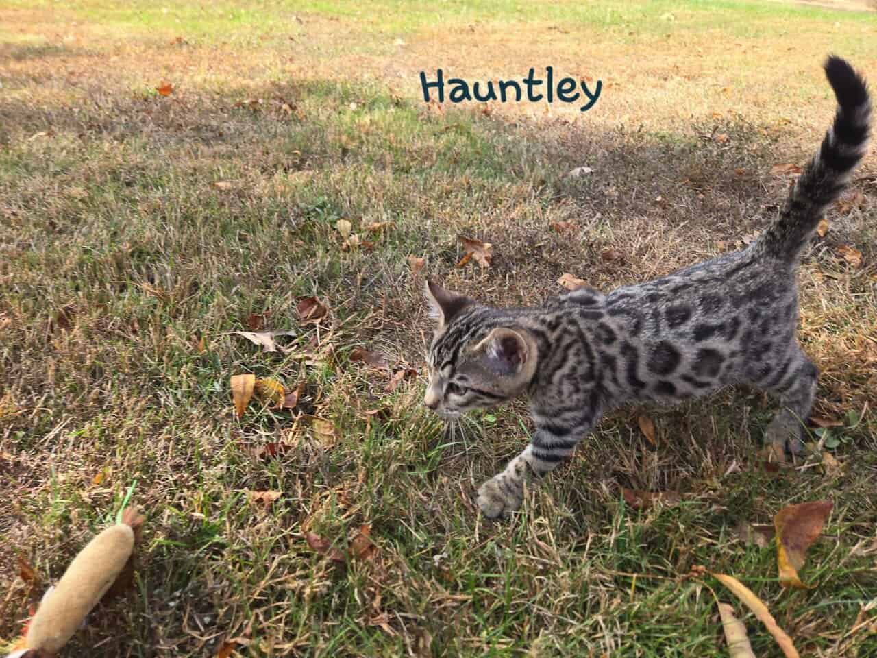 Hauntley image 6