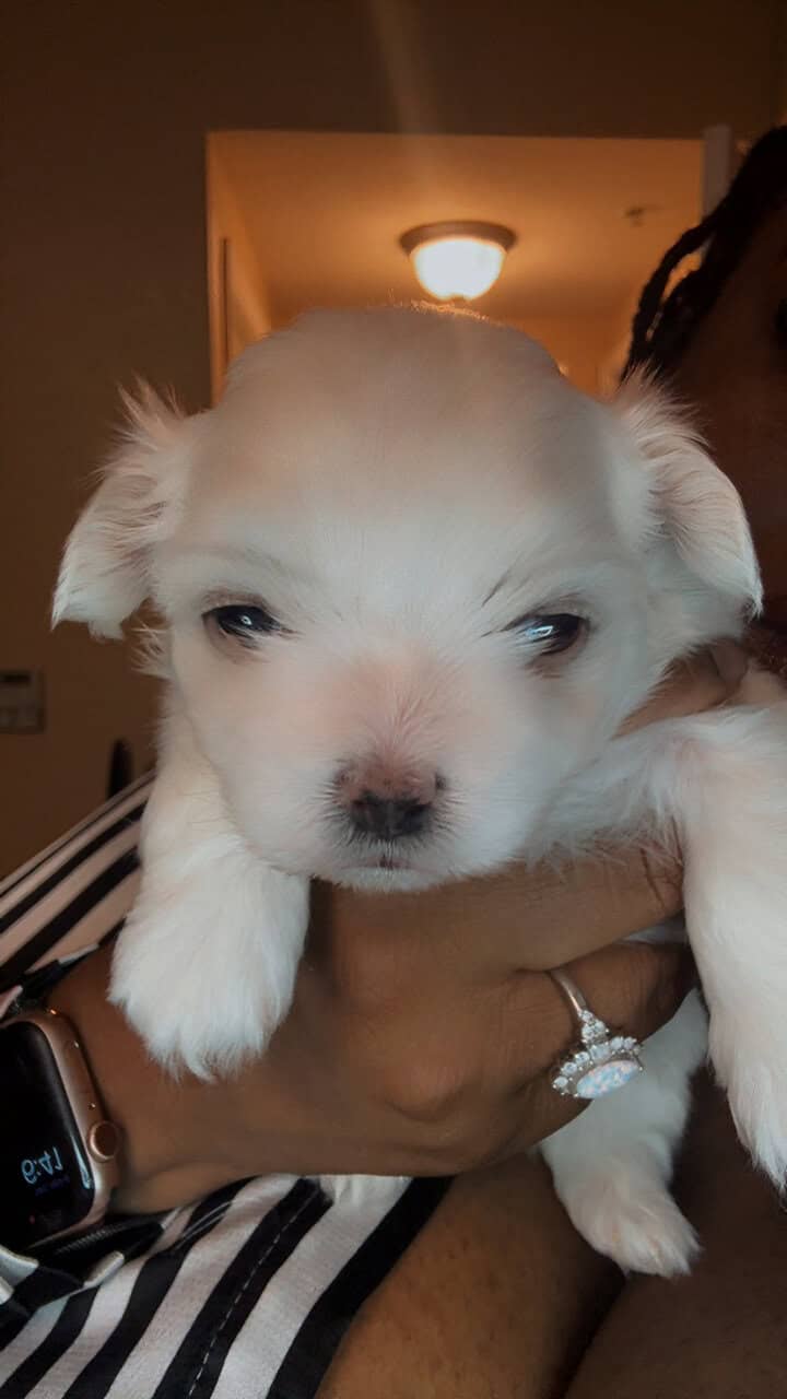 Shihpoo/ maltipoo mix image 1