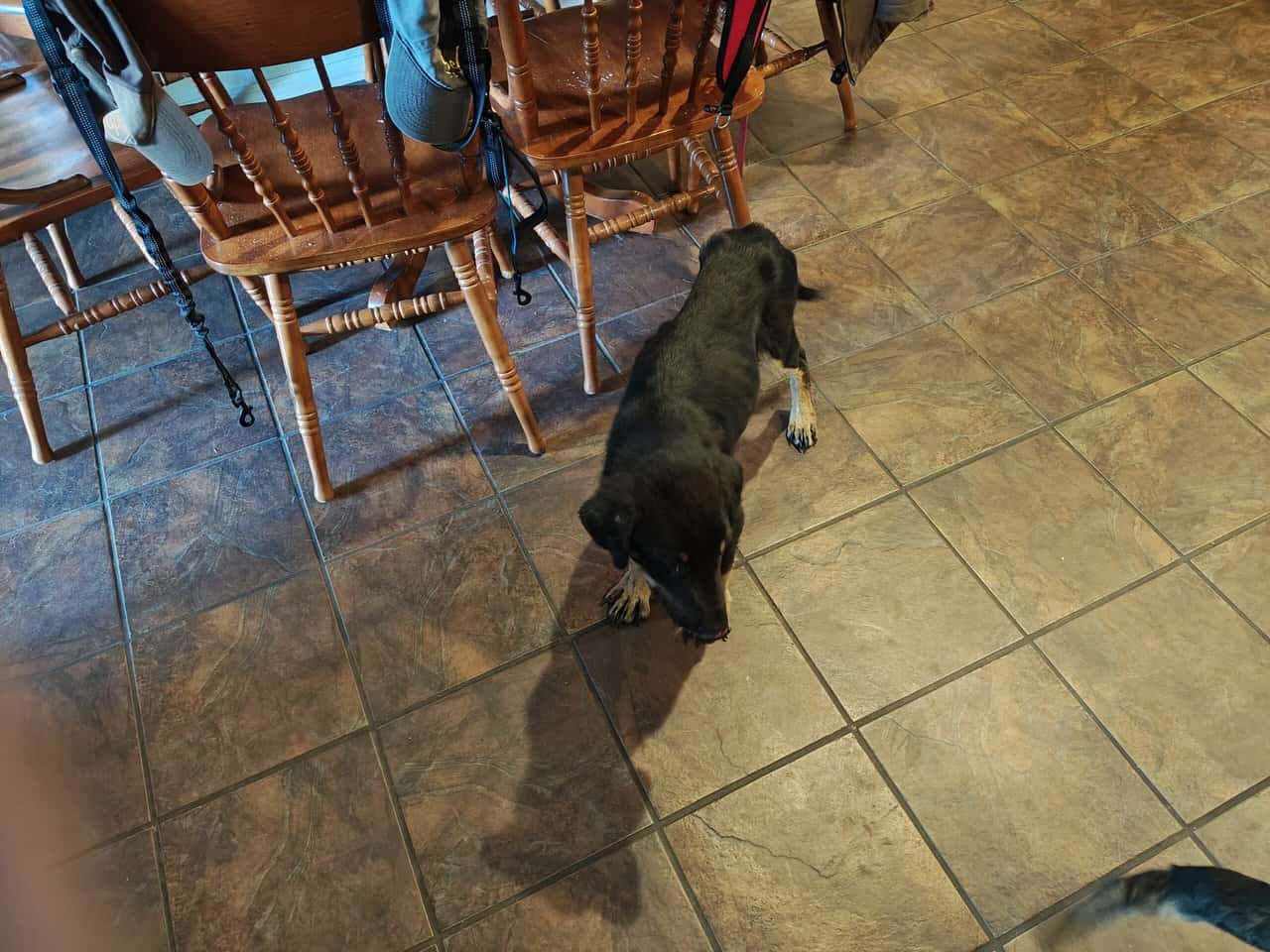 Rehoming a puppy image 4