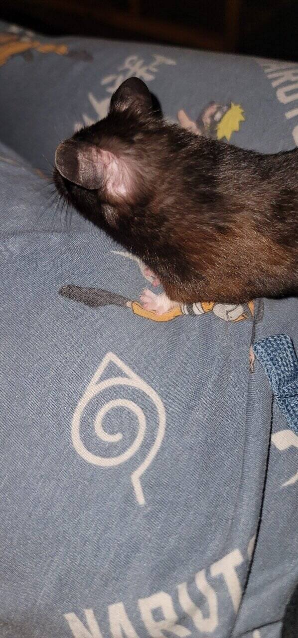 Hamster image 5