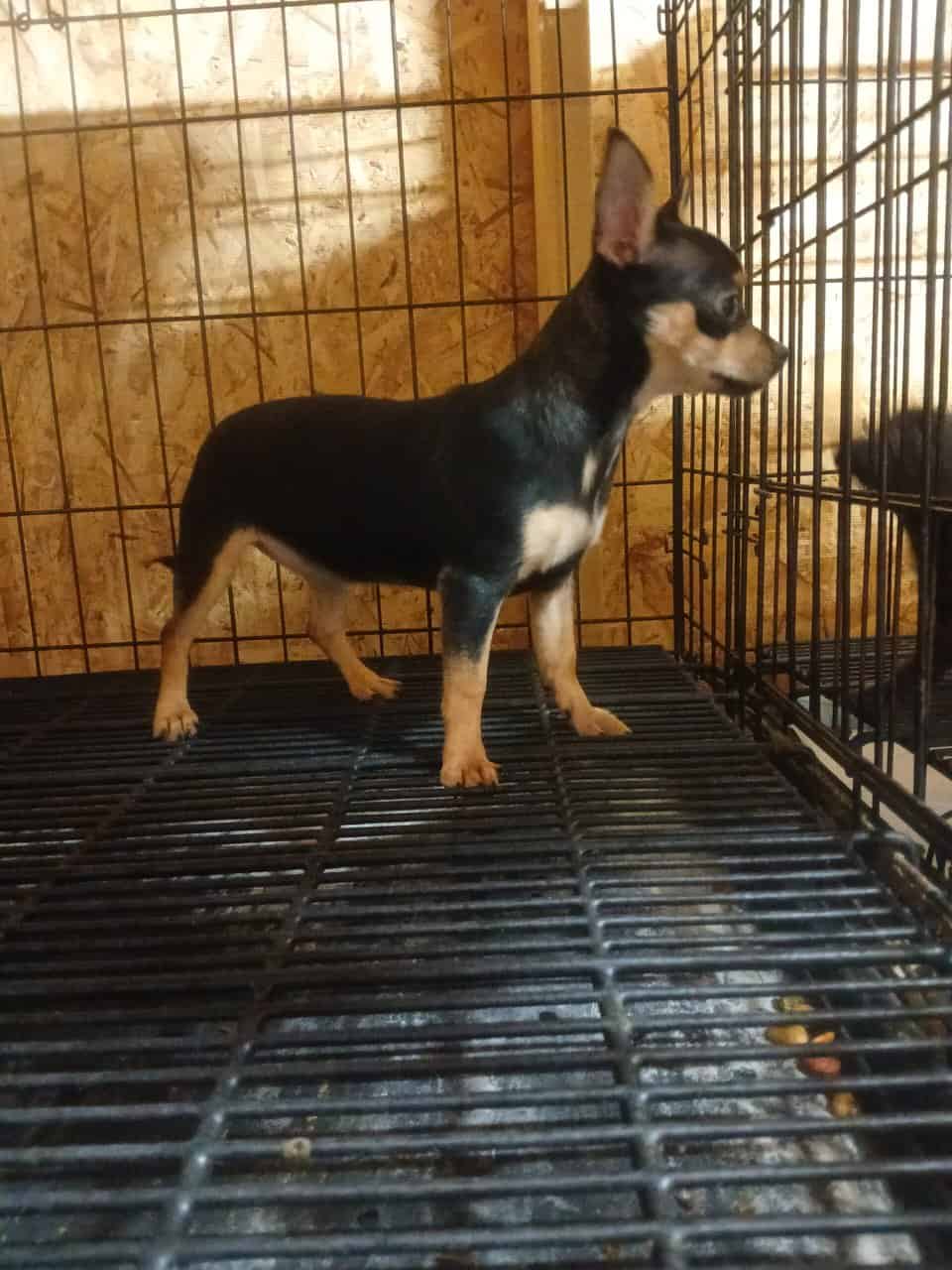 Pure Bred Chihuahuas image 6