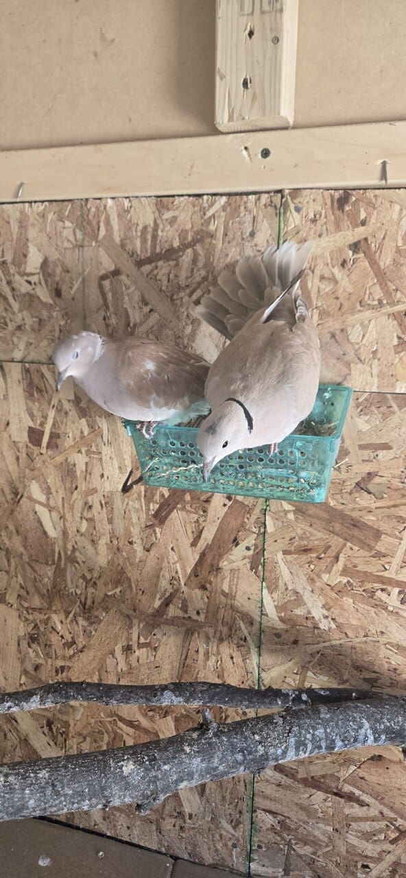 Doves image 8