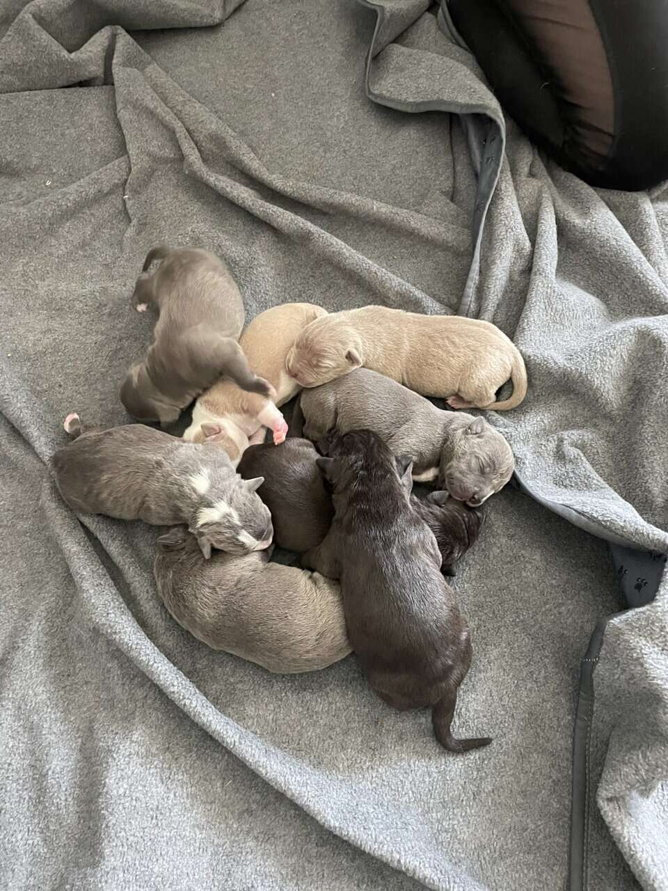 Pittie puppies for sale image 4