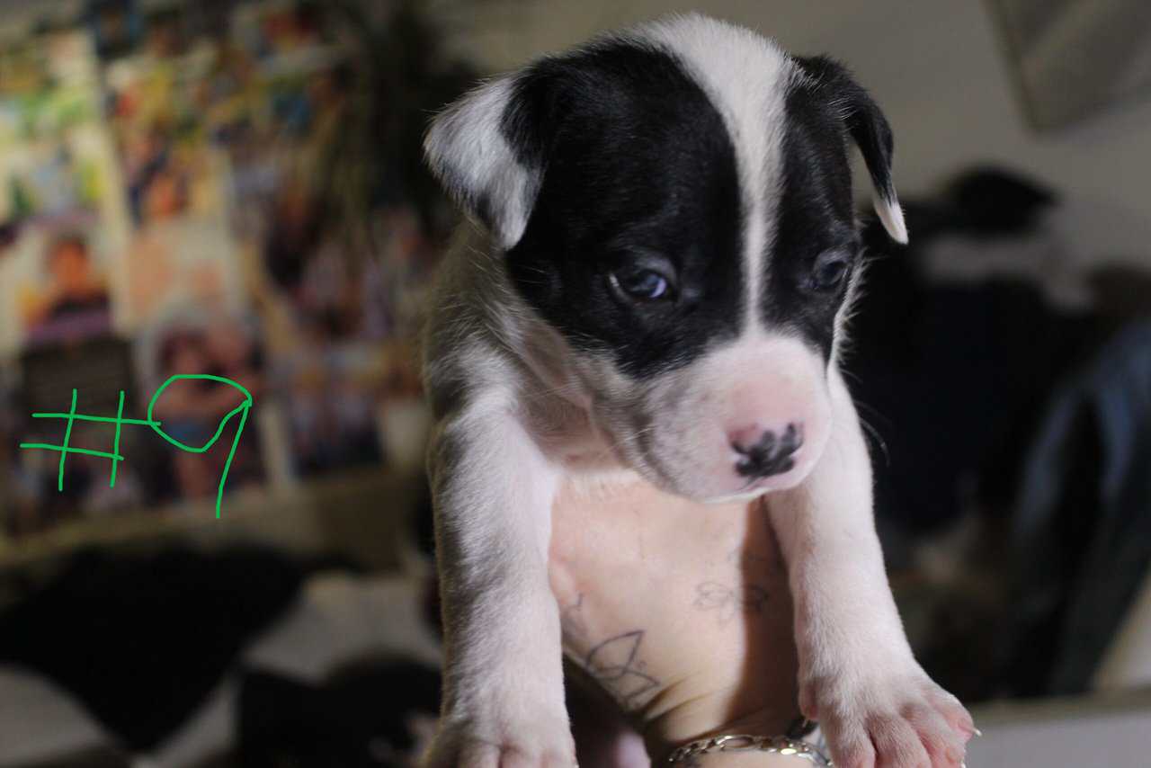 Lab & Pit mix Ready for their fur ever Homes Nov18 image 22