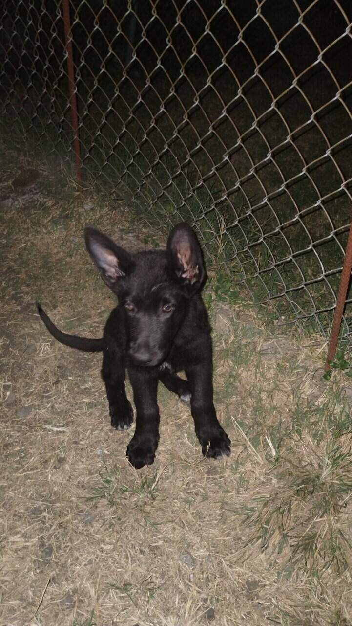 Black German Shepherd Puppy image 1