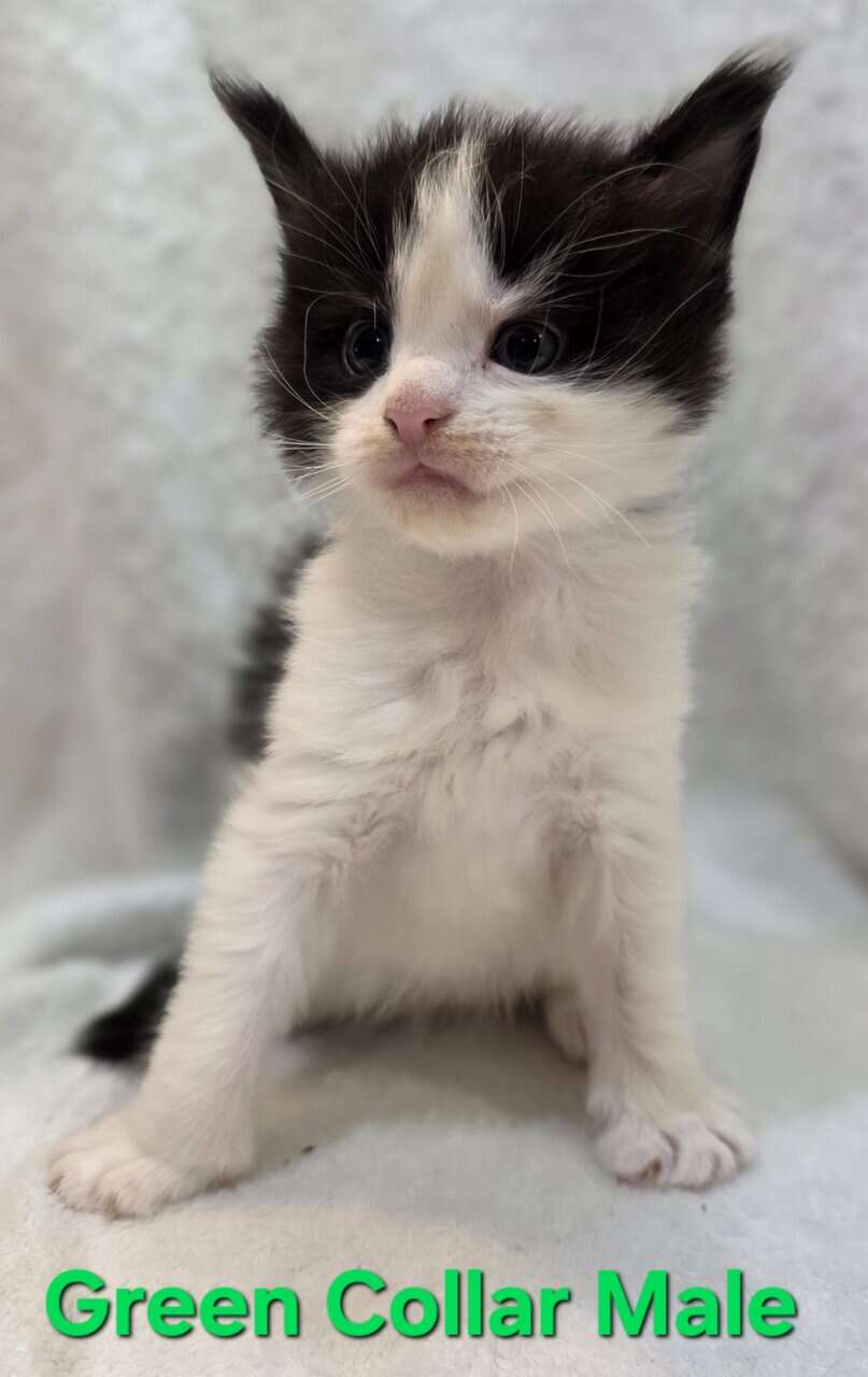 Maine Coon Kittens image 4