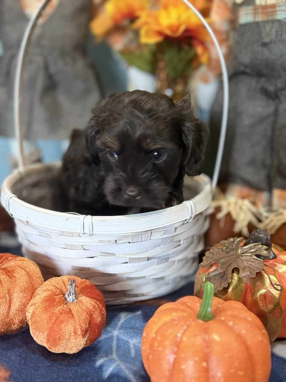 Golden doodle/Shih Tzu Miniature puppies image 2