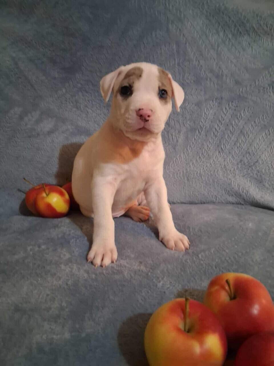Pitbull/ German shepherd hybrid image 2