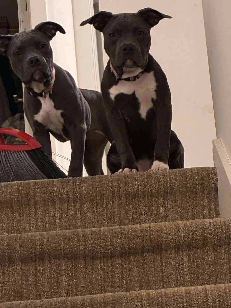 Xl bully female image 11