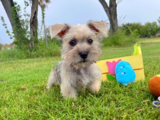 Miniature Schnauzer puppies 🐶 Houston