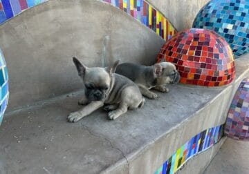 Amazing French Bulldogs for Sale