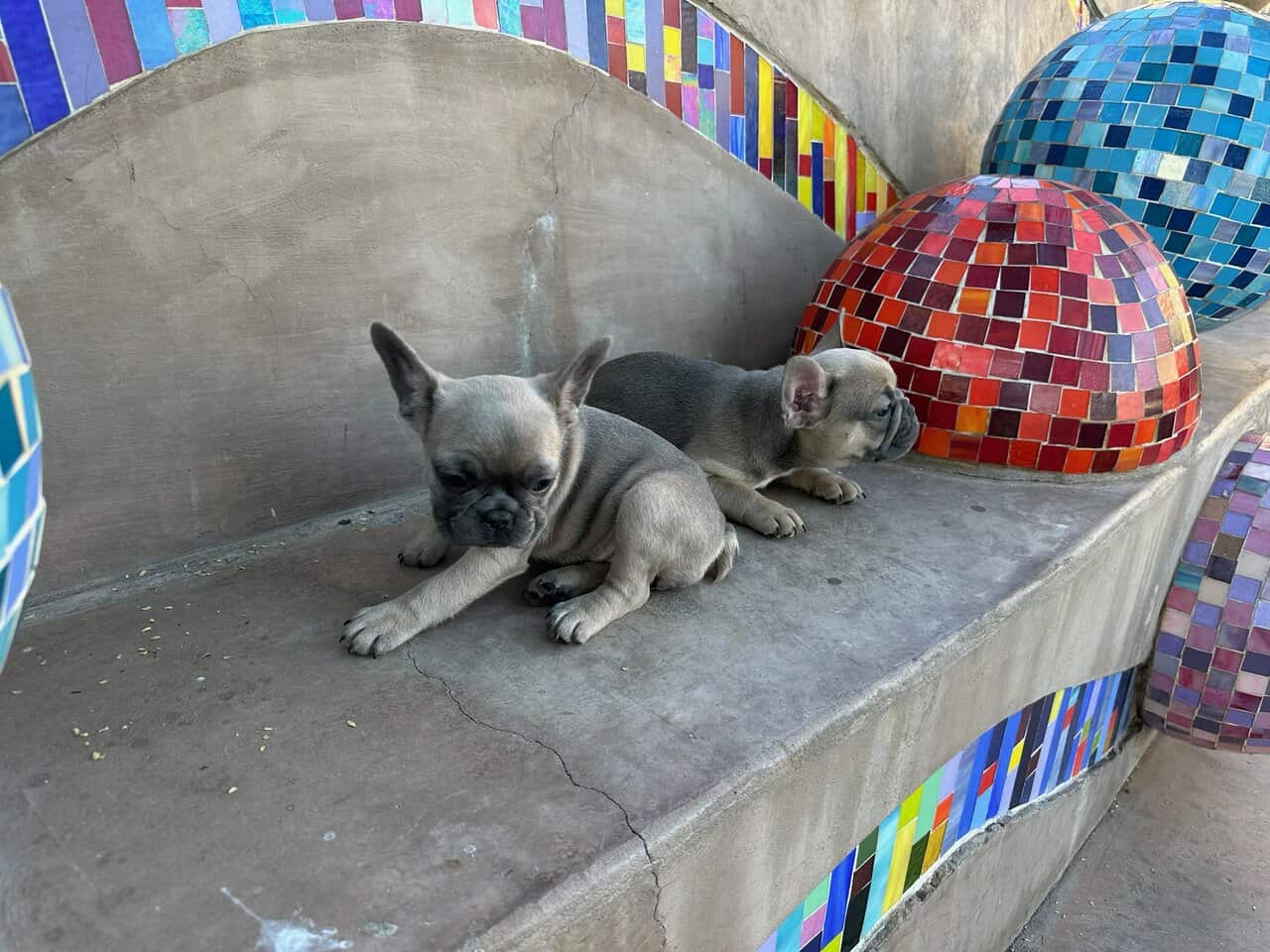 Amazing French Bulldogs for Sale image 1