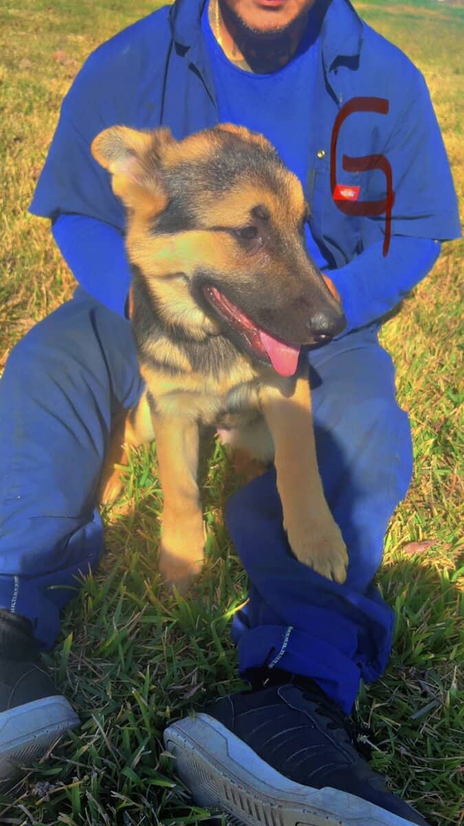 German Shepherd Puppies 4 sale SOON image 11