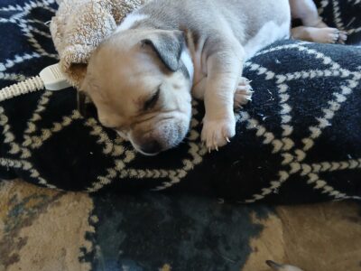 Adorable American Bully Pups