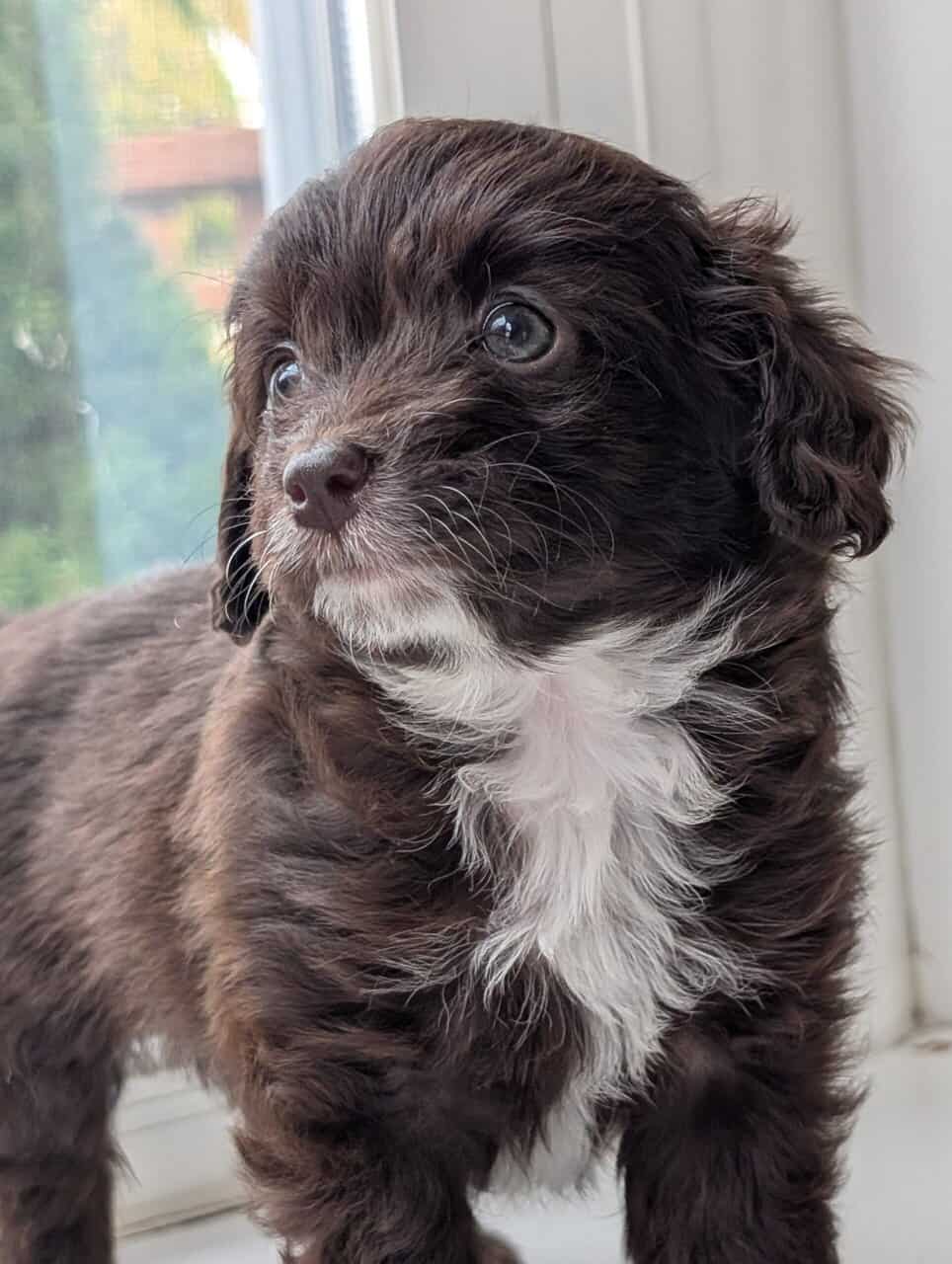 Miniature Aussiedoodles image 6