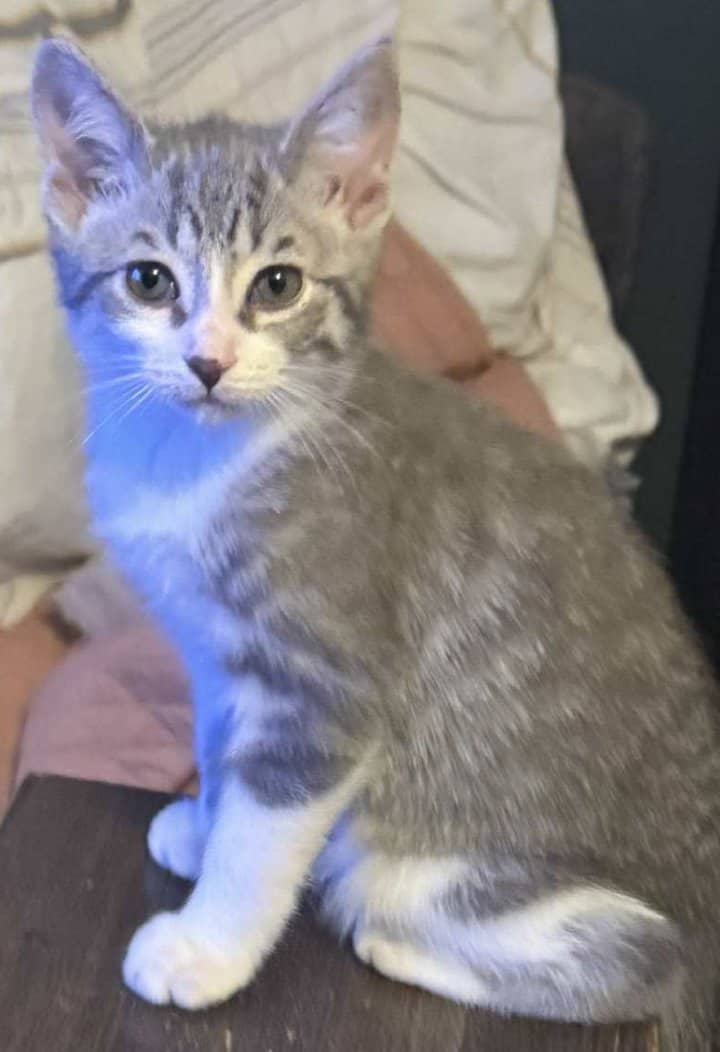 Kittens for sale image 1