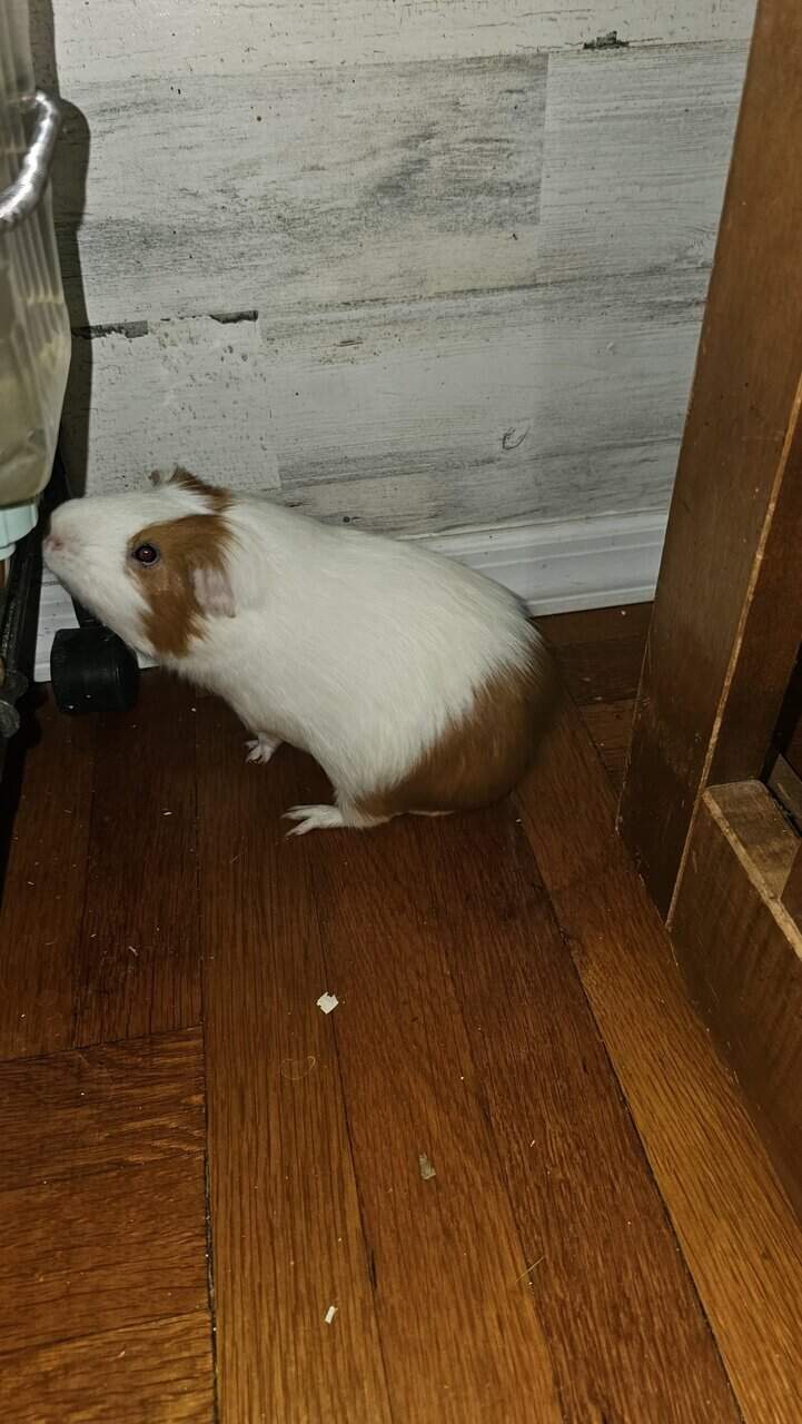 3 guinea pigs looking for a new family image 3