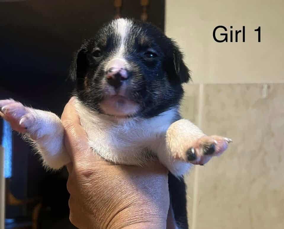 Ranch Pup-Girl 1 image 4