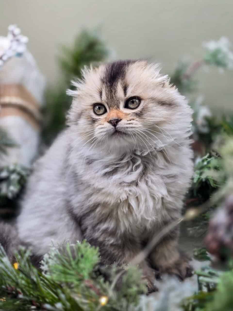 SCOTTISH FOLD GIRL, TICA REGISTERED image 2