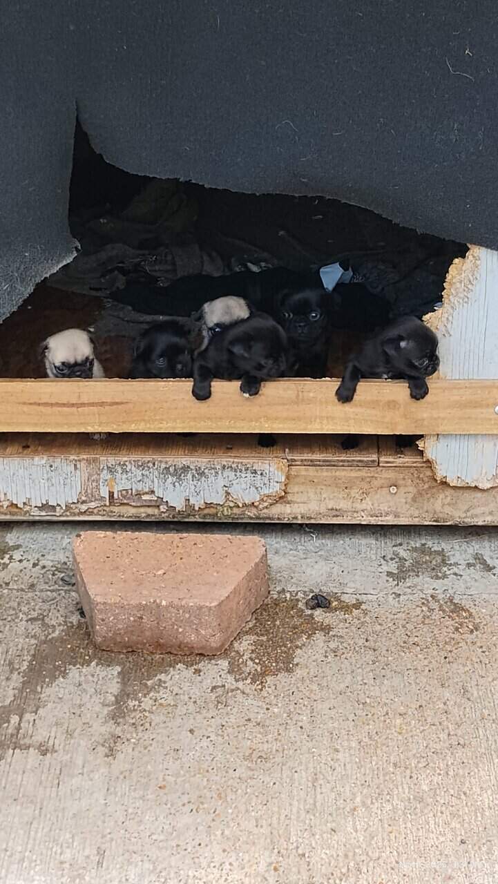 Pug puppies image 13