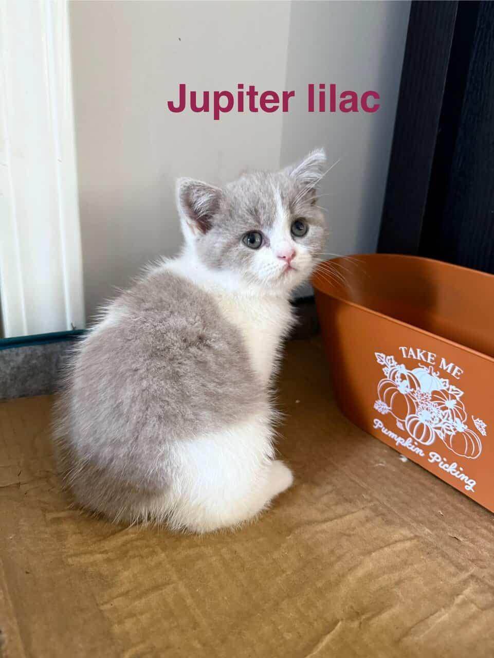 3 British shorthair kittens (2m, 1f) image 8