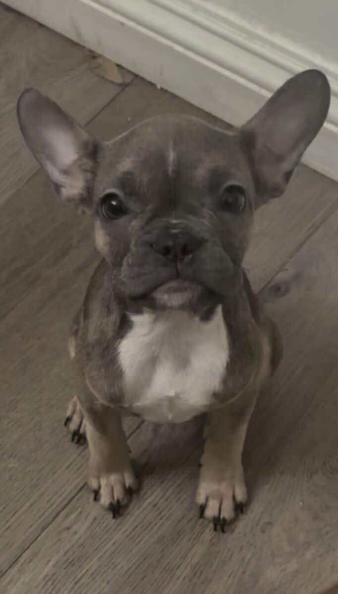 Frenchie Puppies image 1