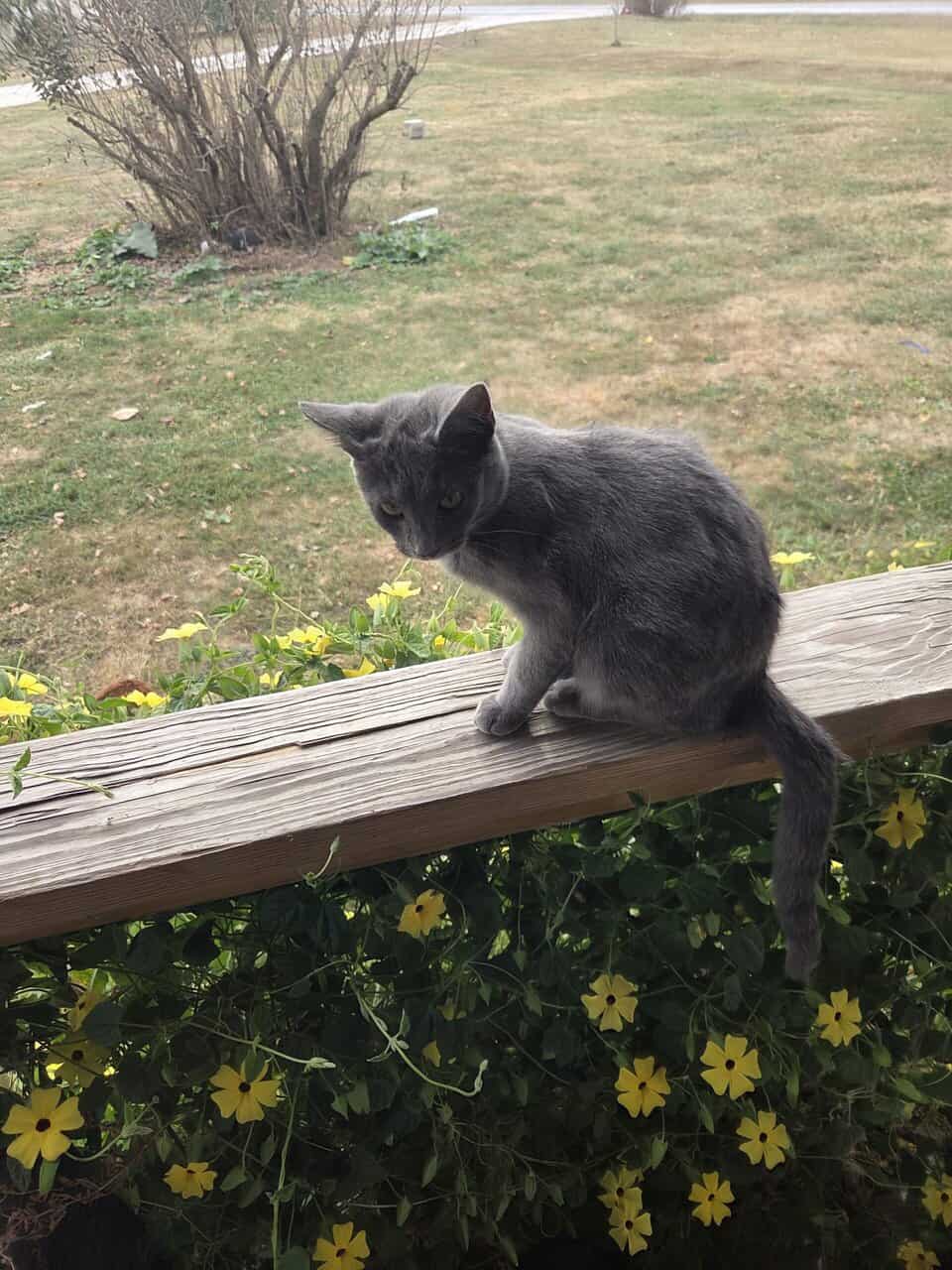 Short and long hair cats image 3