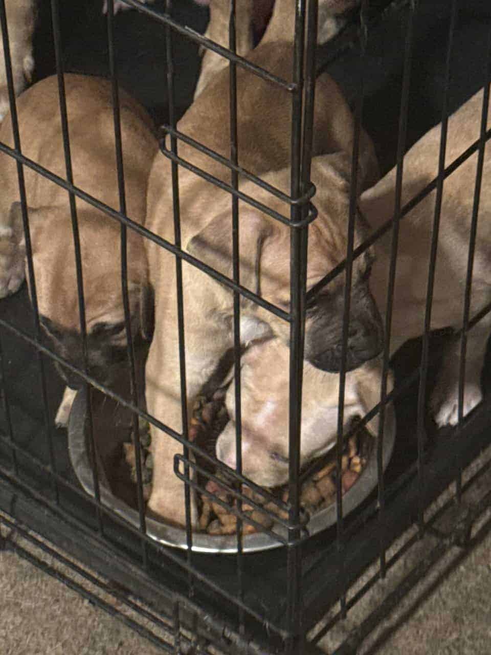Puppies ready for new home ( black mouth cur/ pit image 8