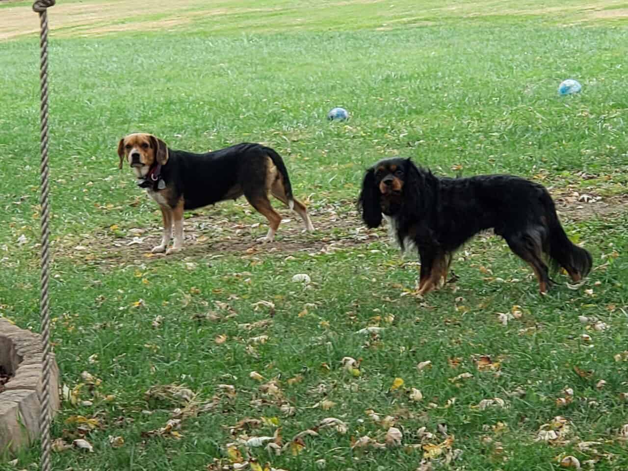 Beaglier female puppy image 2