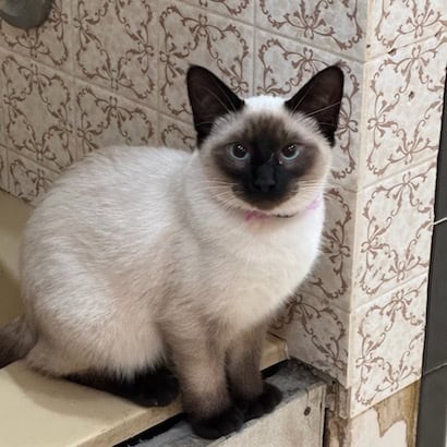 Full blood Siamese cat and kittens image 4