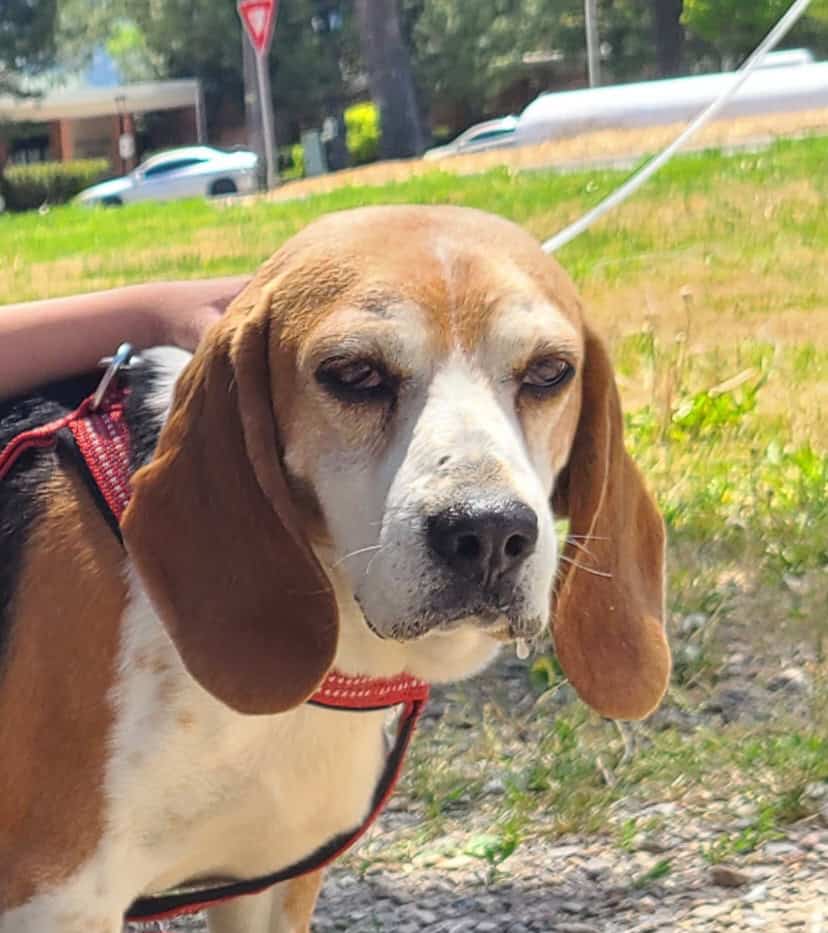 Rehome Sweet Beagle (purebread male intact) image 2