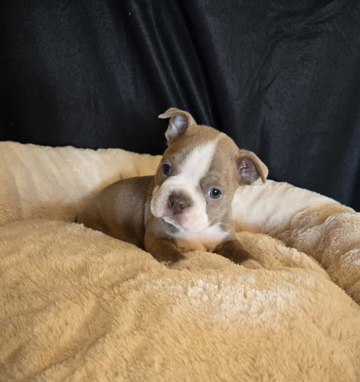 Boston Terriers image 4