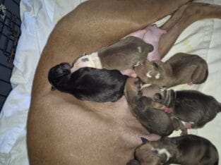 Pitbull Terrier Puppies