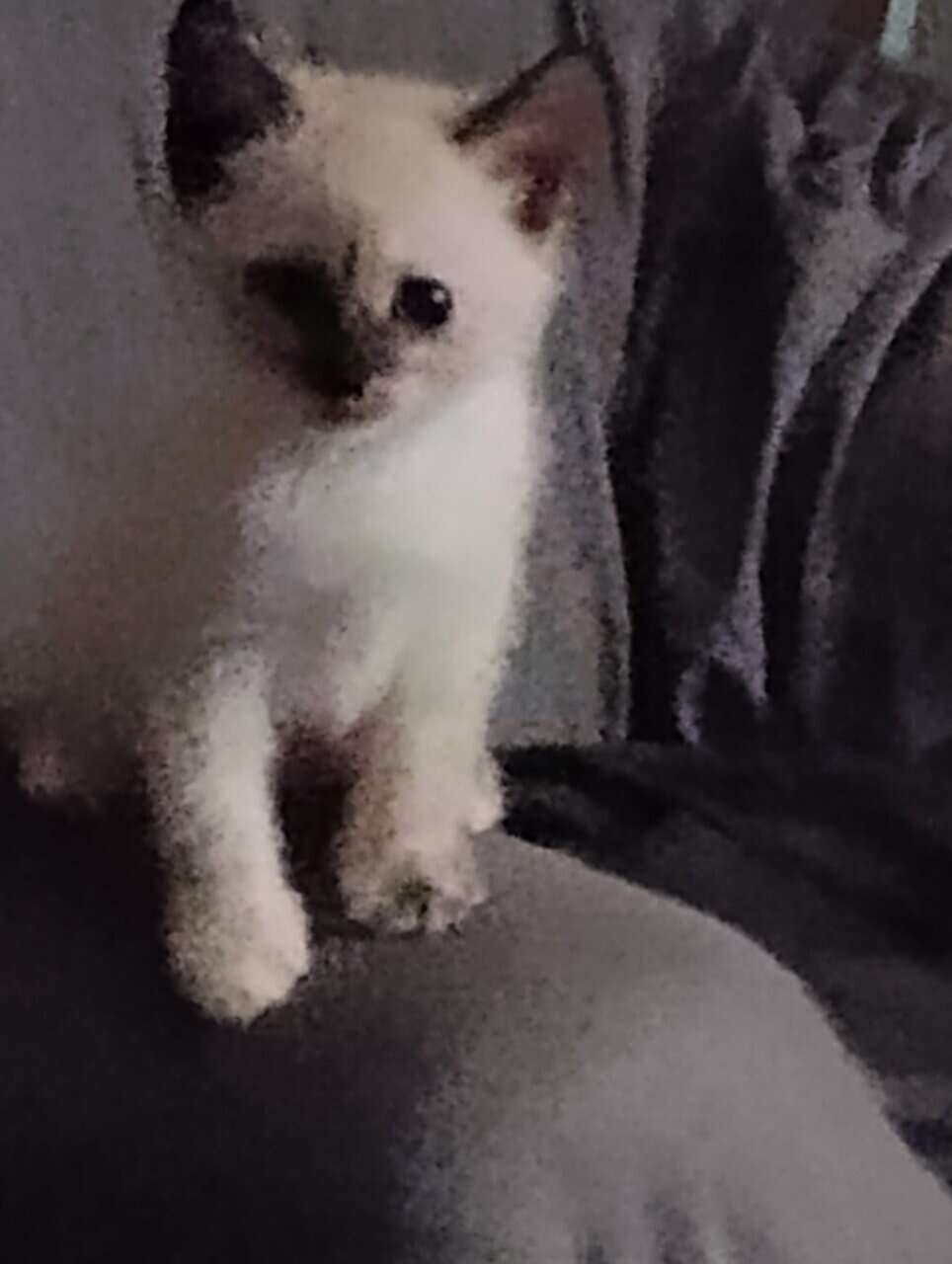 Ragdoll kittens image 2