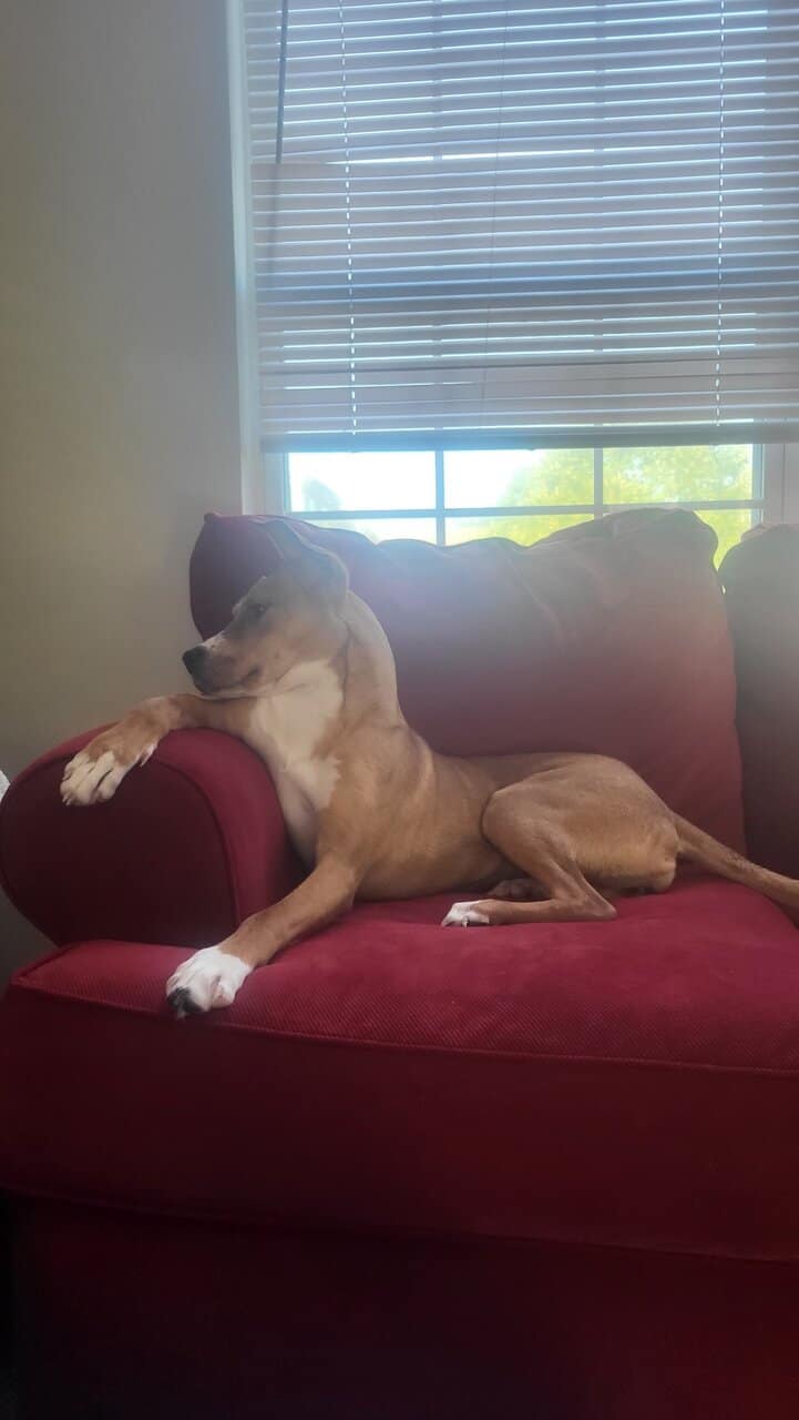 Looking for a loving family for Olive! image 4