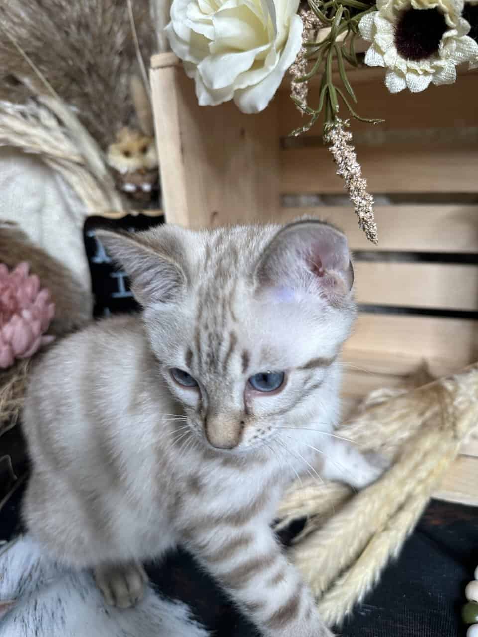 TICA Registered Bengals image 3