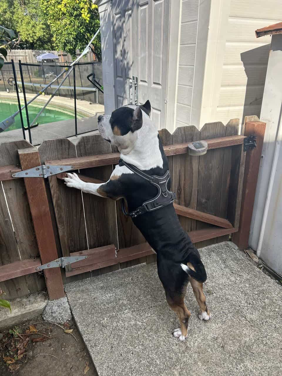 American Bully puppies 🐶 image 5