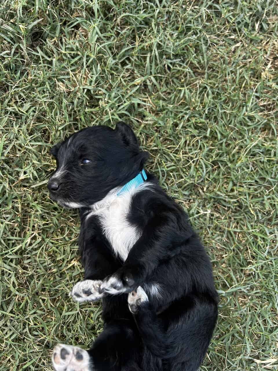 Golden Aussie (light blue) image 4