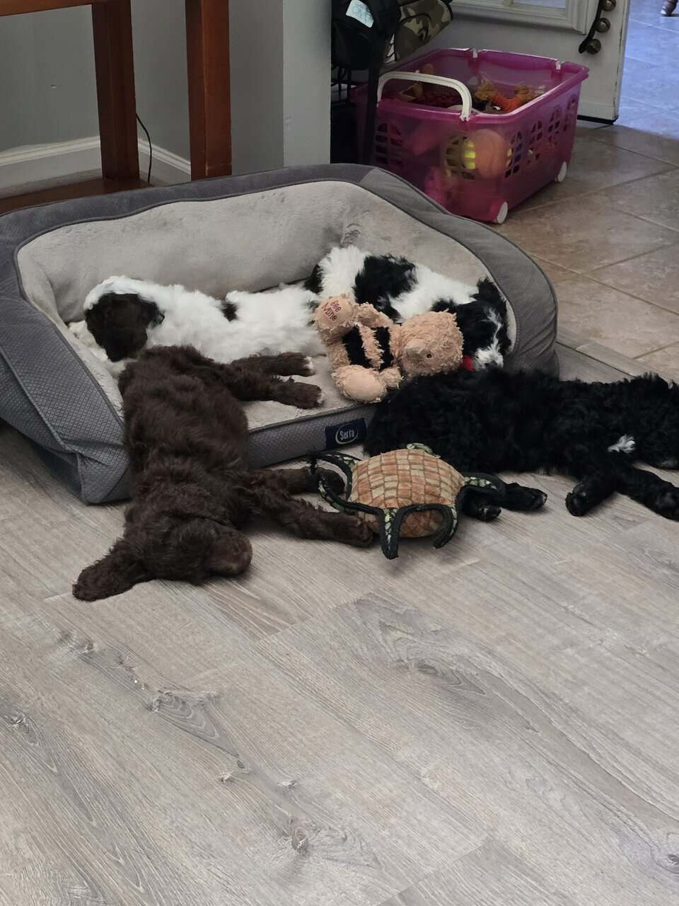 Doodle Puppies image 3