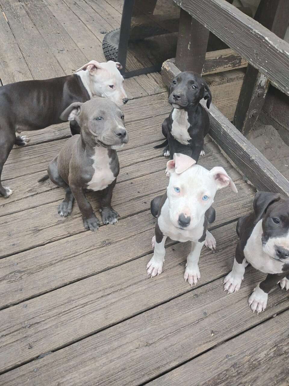 American Bully Pitbulls image 1