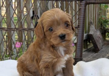 Digger (male Cockapoo)