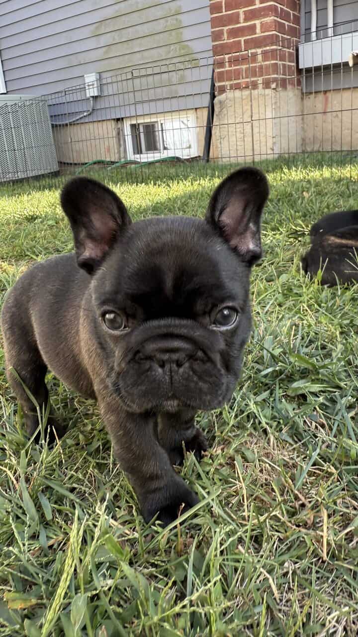 AKC Registered French Bulldogs image 2