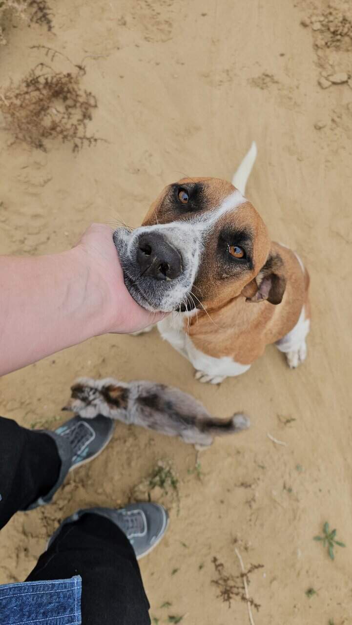 Loving terrier looking for family image 3